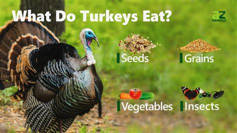 Turkey Teeth: Everything You Need To Know - A-Z Animals