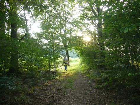 Forest in Ardennes, Belgium – Parks and Landscapes