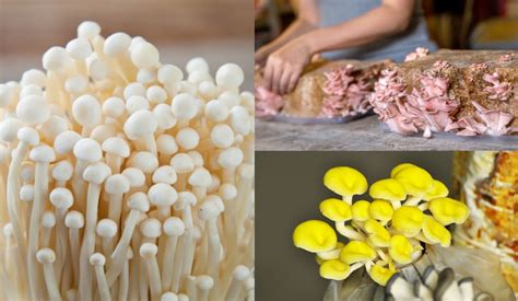 The Ultimate Guide To Mushroom Growing Kits - Wedding Finally