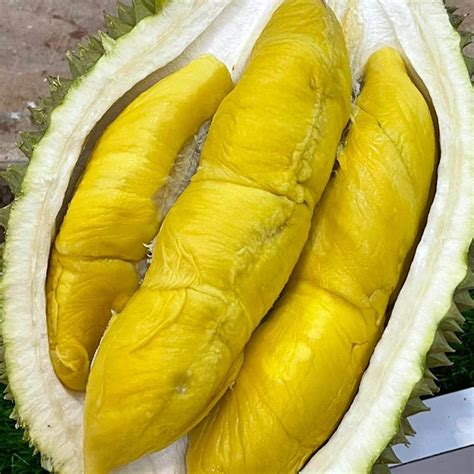 Jual Buah Durian Musang King Malaysia Harga Per Kilo Di Jakarta