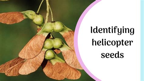 What are helicopter seeds? (and how to easily identify them)