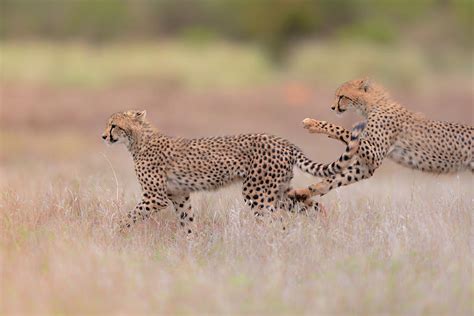 Cheetah cubs playing Photograph by Ozkan Ozmen | Fine Art America