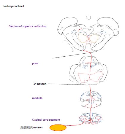 Tectospinal tract - 小小整理網站 Smallcollation