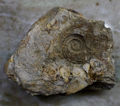 Another early ordovician object - coiled cephalopod? - Fossil ID - The ...