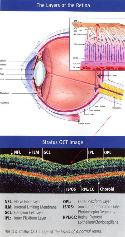 ea-oct-retina-layers | South Bay Ophthalmology