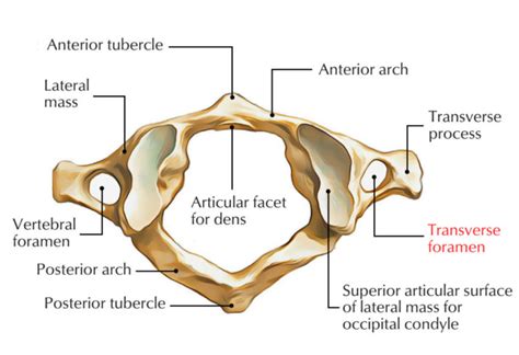 Transverse Foramen/Foramen Transversarium – Earth's Lab