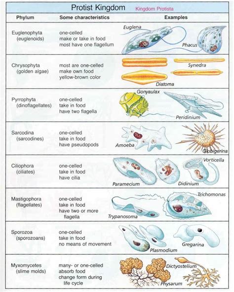 Protista | Teaching biology, Biology classroom, Protists