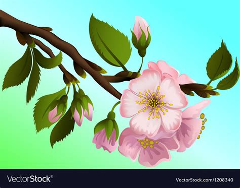 Apple-tree branch with flowers Royalty Free Vector Image