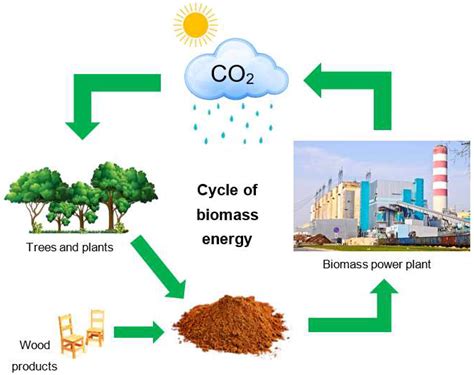 Biomass - Biology Simple