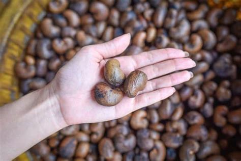 How to Grow Cashew Trees in Your Backyard