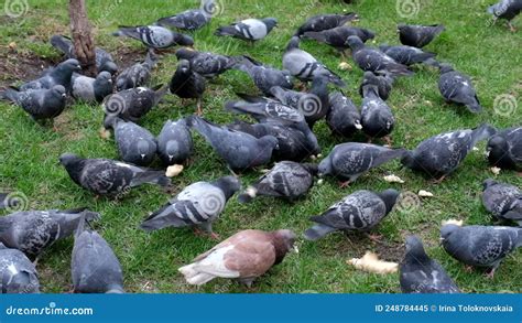 Feeding City Pigeons Bread in the Park on the Grass Stock Video - Video ...