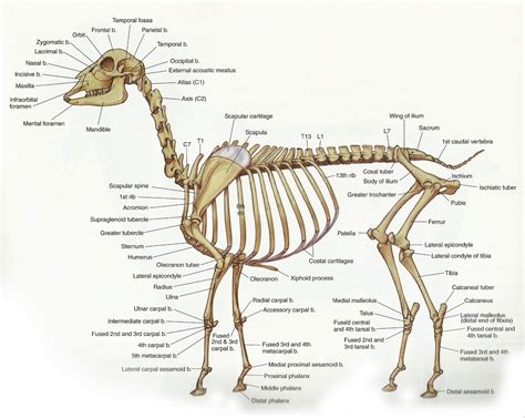 Skeleton