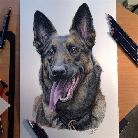 Belgian Malinois Color Pencil Drawing by AtomiccircuS on DeviantArt