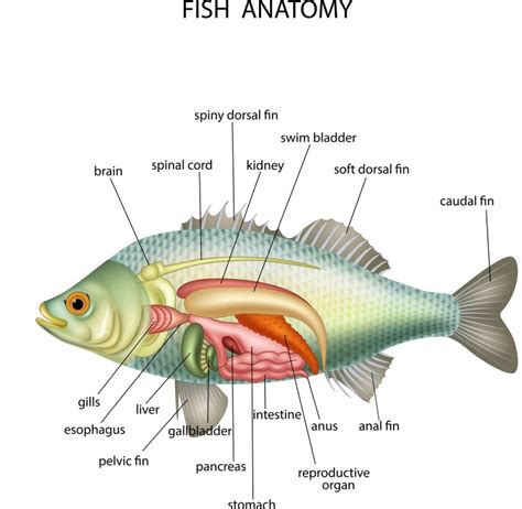 Understanding The Betta Fish Anatomy - Build Your Aquarium