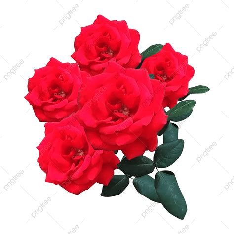 Beautiful Rose Clipart PNG Images, Beautiful Rose Flower, Flower, Rose ...