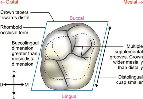 Costa Usual dirección maxillary 2nd molar anatomy Creación Popular A ...