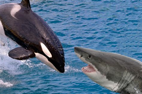 Killer whales fight great white sharks for ocean supremacy