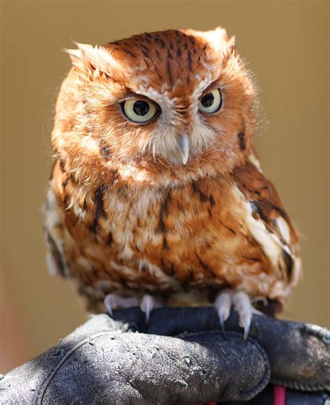 The Gorgeous Princess...: >> Do you find owls cute?? Check this out!