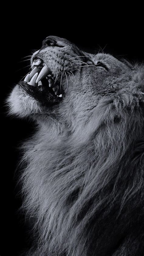 Lion Aesthetic Pictures Wallpapers - Wallpaper Cave