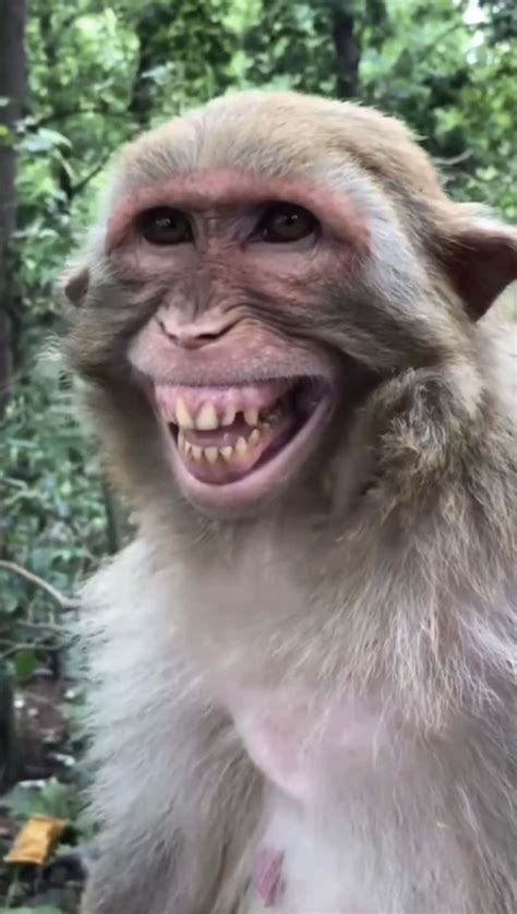 Funny Smiling Monkeys