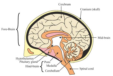 How To Draw Human Brain Diagram Drawing || Step By Step, 50% OFF