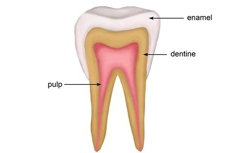 Structure Of A Tooth Diagram