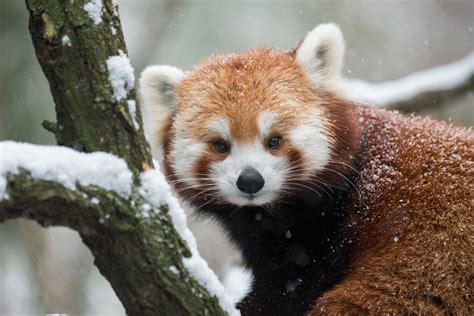 Facts About Red Pandas | Live Science