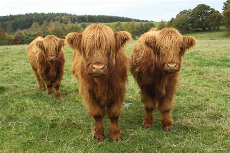 Peach and Thistle: Scotland Trip; Highland Cattle!