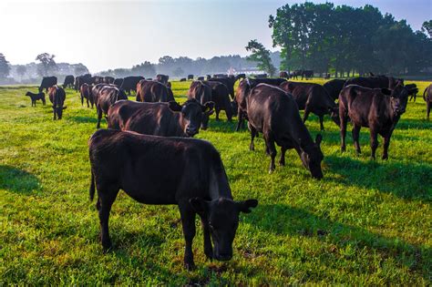 Summer morning in the pasture. A herd of black Aberdeen Angus cows ...