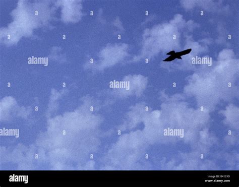 Raven migration hi-res stock photography and images - Alamy