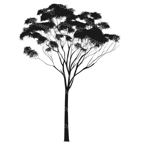 Eucalyptus Silhouette, Gum Tree - Rooweb