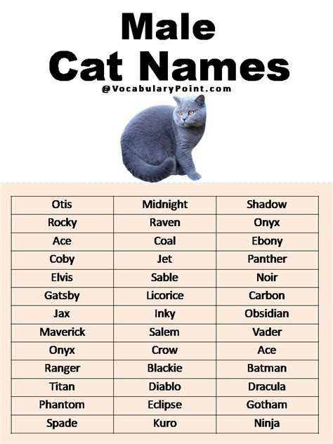 Finding The Perfect "Man Cat Names": A Guide To Naming Your Feline Friend