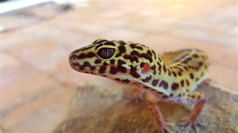 Leopard Gecko Substrate: How to Choose the Perfect Substrate (GUIDE)