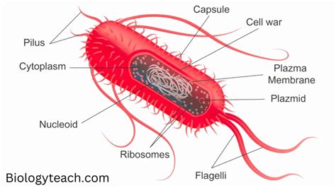 Structure and Function of a Typical Bacterial Cell with Diagram