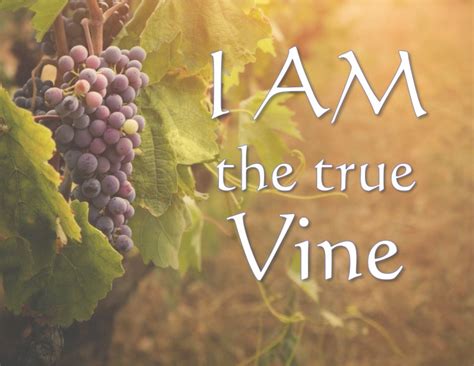 I AM the true Vine: Lessons Learned from the Vine – Sunrise Christian ...