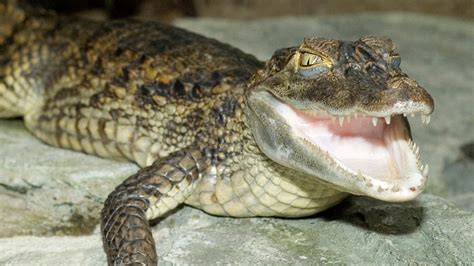 Spectacled caimans – Aquarium Berlin