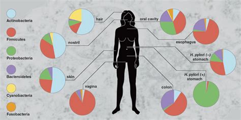 How Many Bacteria In The Human Body