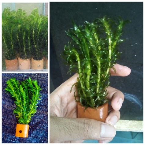 Jual Tanaman Air Aquascape Gangang Hydrila - Hidrila Hiasan Aquarium ...