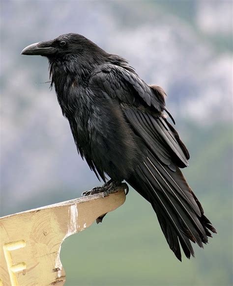 Raven | Size & Facts | Britannica