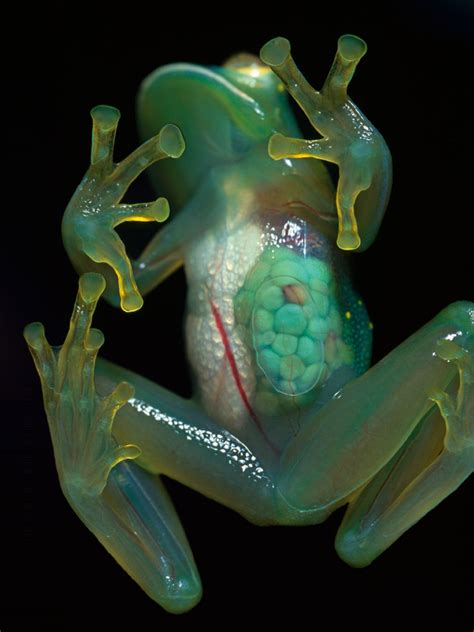 Family Centrolenidae (Glass frogs) | the best frogs blog