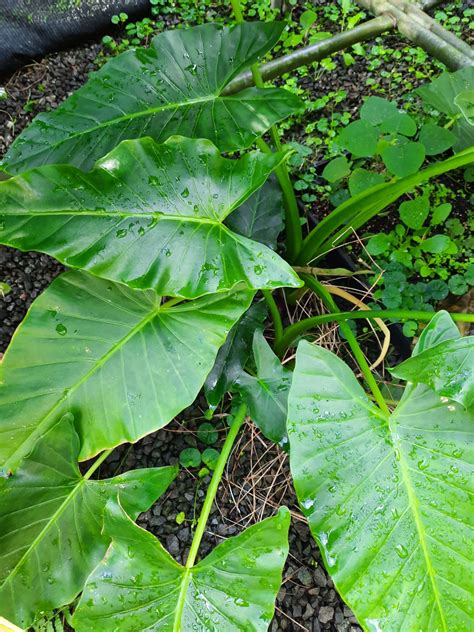 Alocasia brisbanensis – Coolum Native Nursery