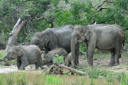 The wildlife of Sri Lanka | Wildlife in Sri Lanka | Mahoora