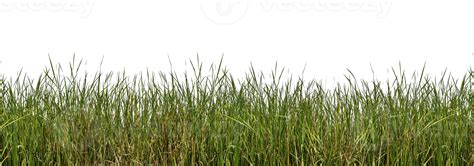 Grass Texture PNGs for Free Download