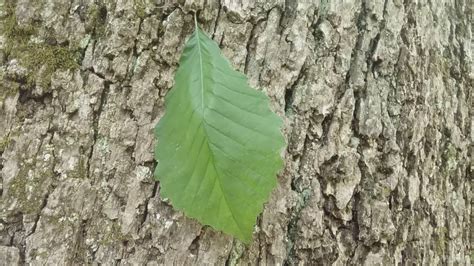 Chinkapin Oak bark and leaves - YouTube