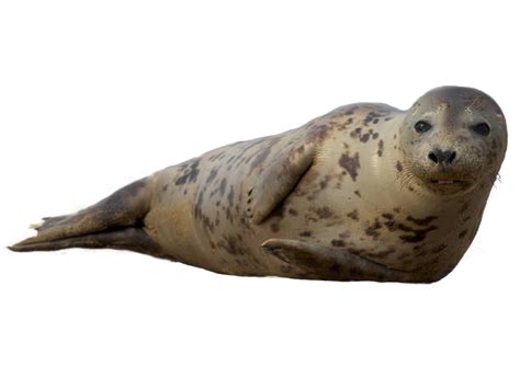 Collection of Seal Animal PNG. | PlusPNG