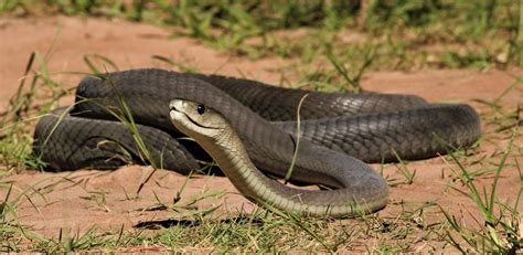 Black Mamba: Africa’s Most Dynamic and Dangerous Snake - Outforia (2023)