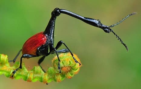 Madagascar - Land like no other: Giraffe weevil