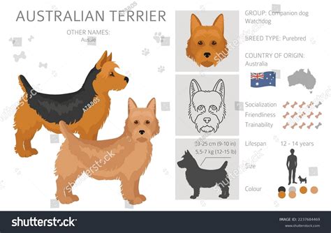 Australian Terrier All Colours Clipart Different Stock Vector (Royalty ...