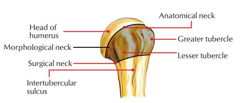 Humerus Bone Anatomy – Earth's Lab