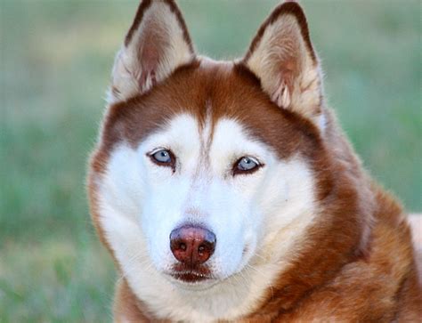 Facts About the Siberian Husky: An Excellent Dog Breed | PetHelpful